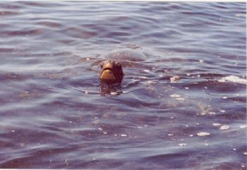 seen my snorkel? by Gil Ben-Meir 